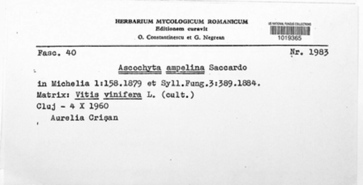 Ascochyta ampelina image